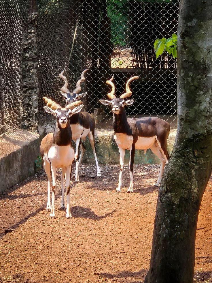 Nandankanan